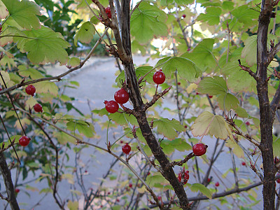 개당주나무 사진 - Ribes fasciculatum Siebold & Zucc. Photos