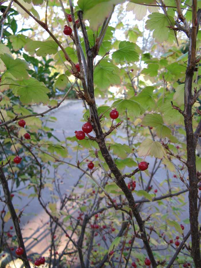 개당주나무 - Ribes fasciculatum Siebold & Zucc.
