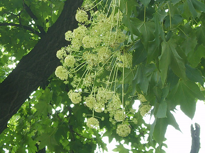 음나무 사진 - Kalopanax septemlobus (Thunb. ex Murray) Koidz. Photos