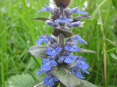 아주가렙탄스 사진 - Ajuga reptans Photos