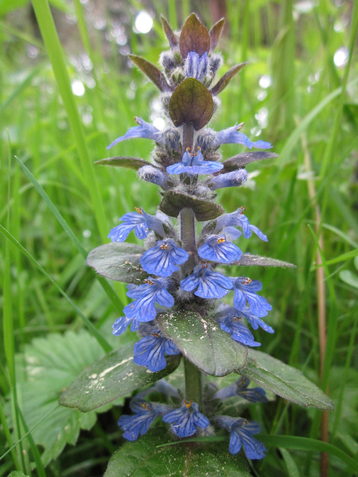 아주가렙탄스 - bugle, blue bugle, bugleherb, bugleweed, carpetweed, Ajuga reptans