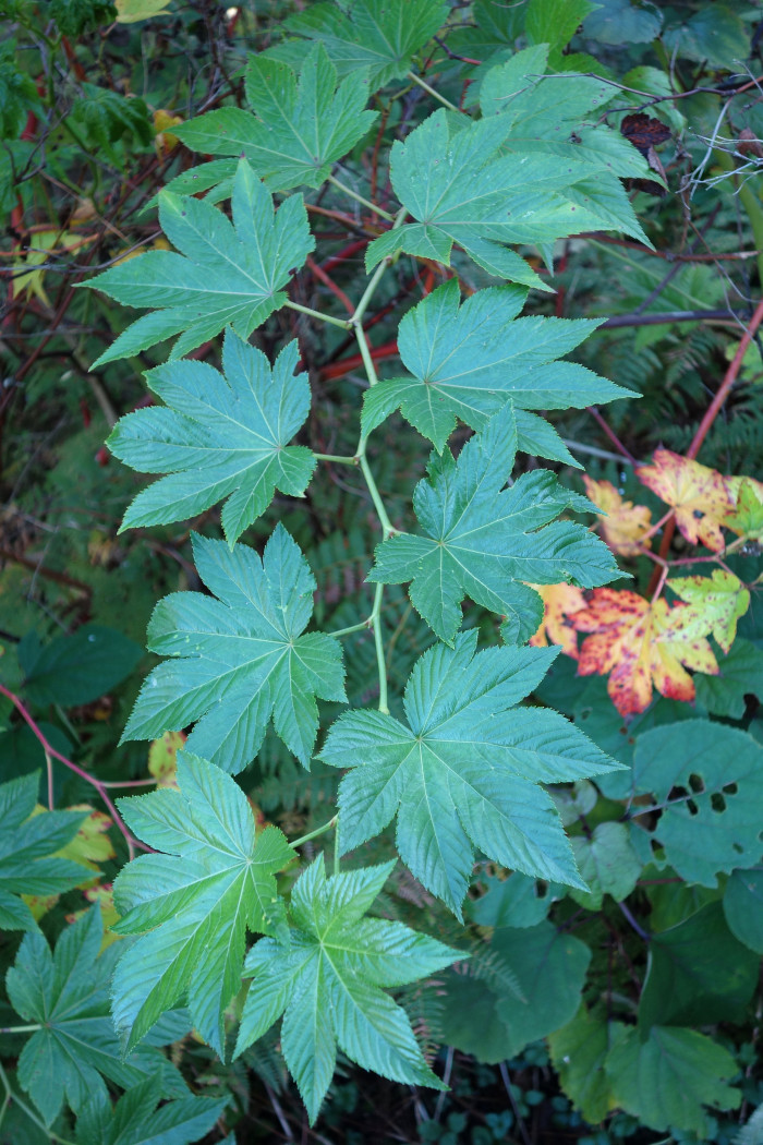 거문딸기 - Rubus trifidus Thunb.
