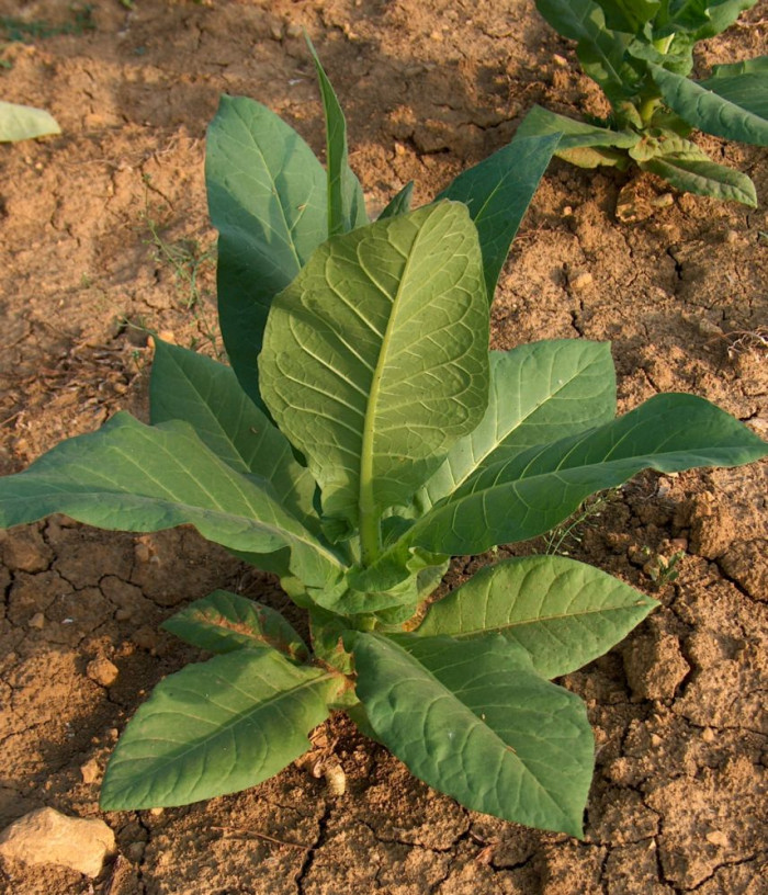 담배 - Nicotiana tabacum L.
