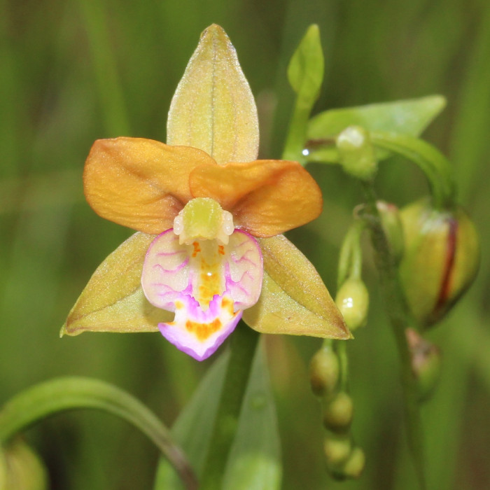 닭의난초 - Epipactis thunbergii A.Gray