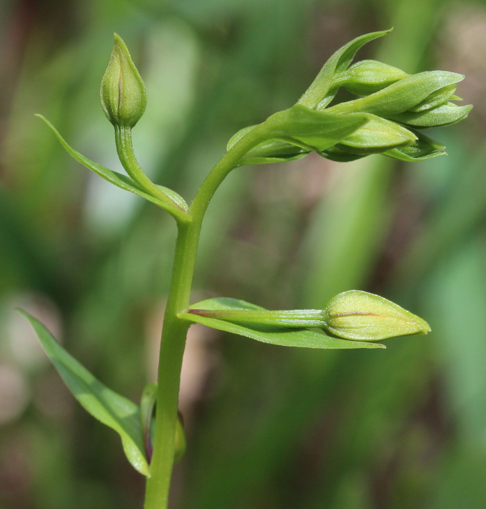 닭의난초 - Epipactis thunbergii A.Gray