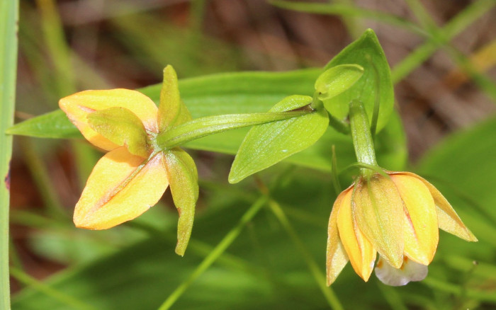 닭의난초 - Epipactis thunbergii A.Gray