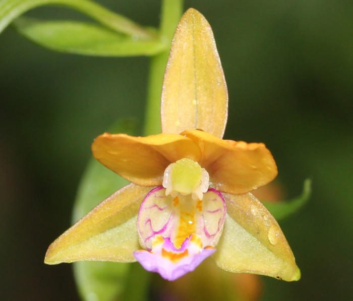 닭의난초 - Epipactis thunbergii A.Gray