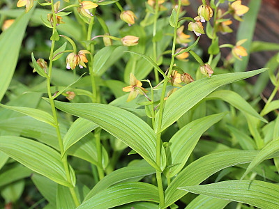 닭의난초 사진 - Epipactis thunbergii A.Gray Photos