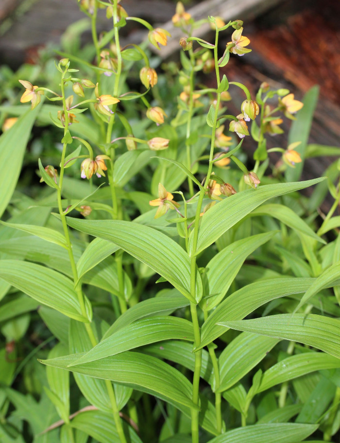 닭의난초 - Epipactis thunbergii A.Gray