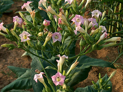 담배 사진 - Nicotiana tabacum L. Photos