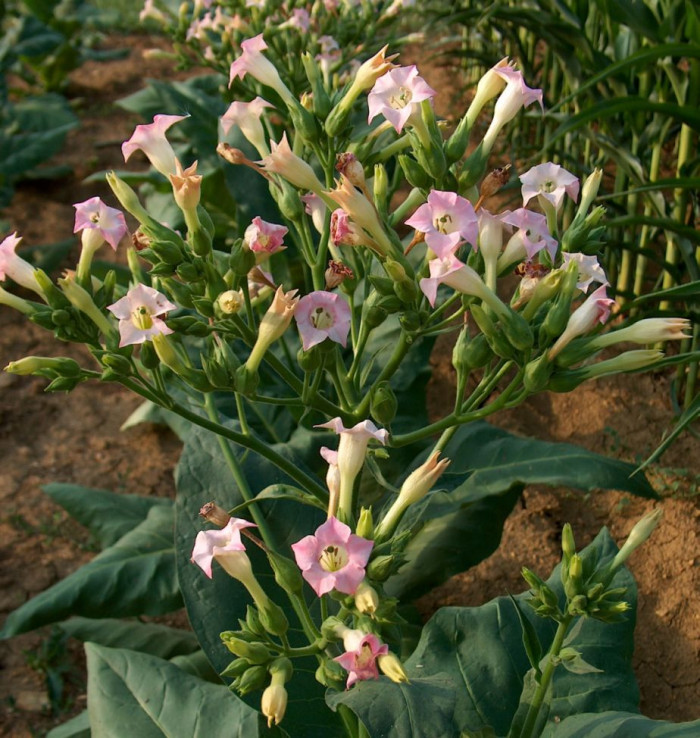 담배 - Nicotiana tabacum L.