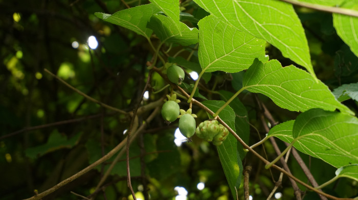 개다래 - Actinidia polygama (Siebold & Zucc.) Planch. ex Maxim.