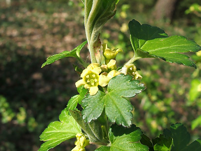 개당주나무 사진 - Ribes fasciculatum Siebold & Zucc. Photos