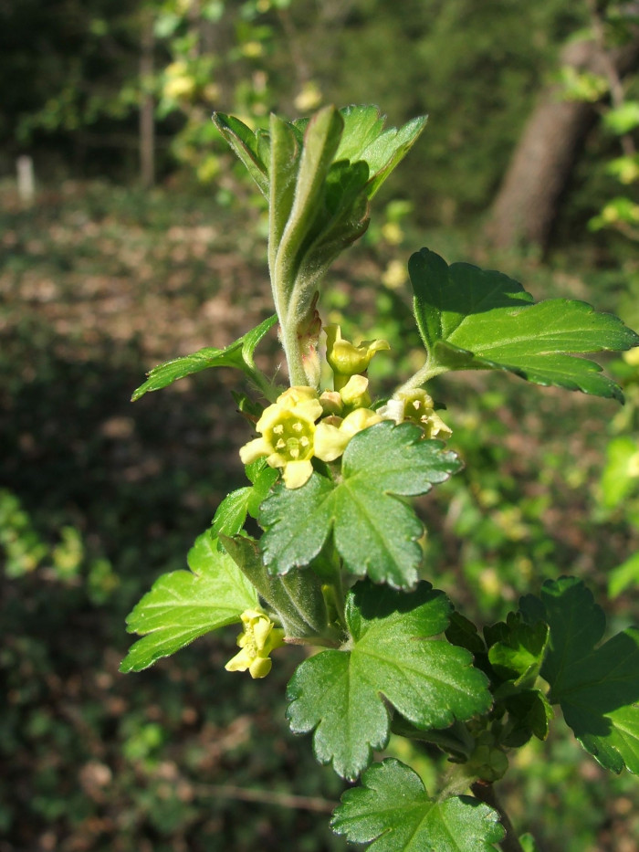 개당주나무 - Ribes fasciculatum Siebold & Zucc.