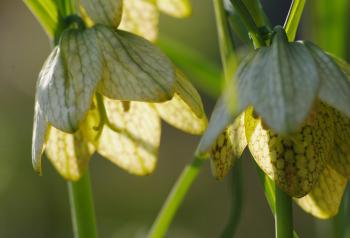 중국패모 - Fritillaria thunbergii Miq.