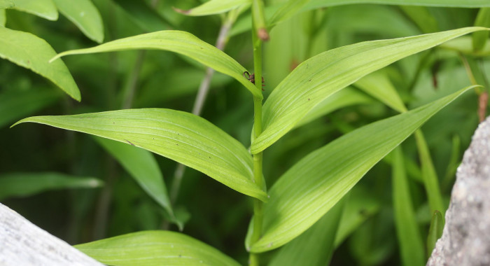 닭의난초 - Epipactis thunbergii A.Gray