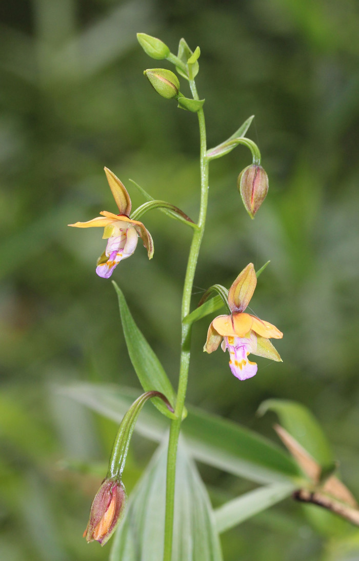 닭의난초 - Epipactis thunbergii A.Gray