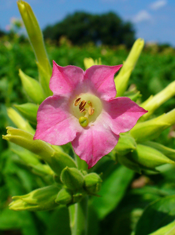 담배 - Nicotiana tabacum L.
