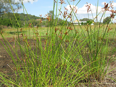 갯하늘지기 사진 - Fimbristylis ferruginea var. sieboldii (Miq.) Ohwi Photos
