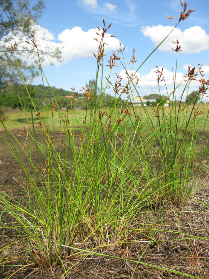 갯하늘지기 - Fimbristylis ferruginea var. sieboldii (Miq.) Ohwi
