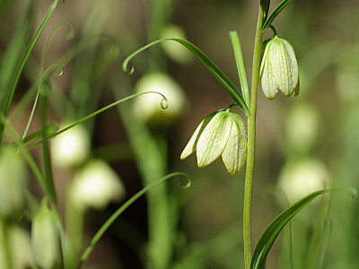 중국패모 사진 - Fritillaria thunbergii Miq. Photos