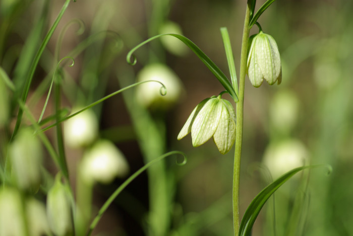 중국패모 - Fritillaria thunbergii Miq.
