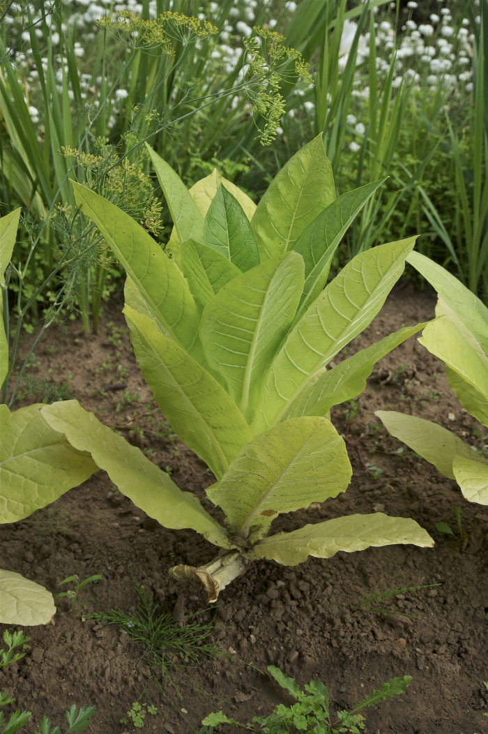 담배 - Nicotiana tabacum L.