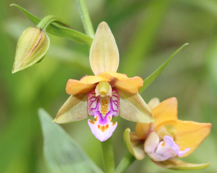 닭의난초 - Epipactis thunbergii A.Gray