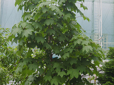 음나무 사진 - Kalopanax septemlobus (Thunb. ex Murray) Koidz. Photos