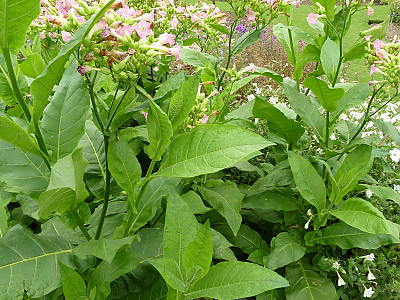 담배 사진 - Nicotiana tabacum L. Photos