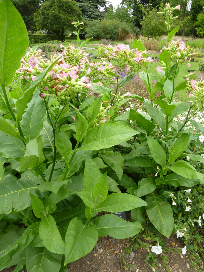 담배 - Nicotiana tabacum L.