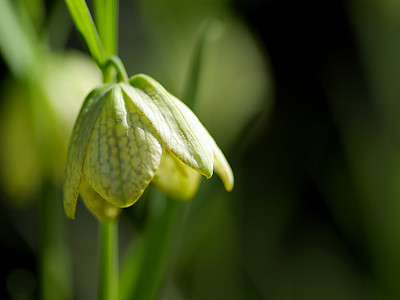 중국패모 사진 - Fritillaria thunbergii Miq. Photos