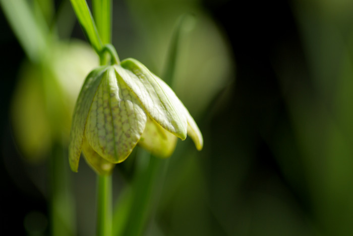 중국패모 - Fritillaria thunbergii Miq.