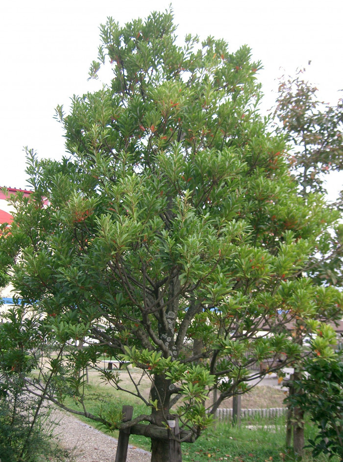 담팔수 - Elaeocarpus sylvestris var. ellipticus (Thunb.) H.Hara