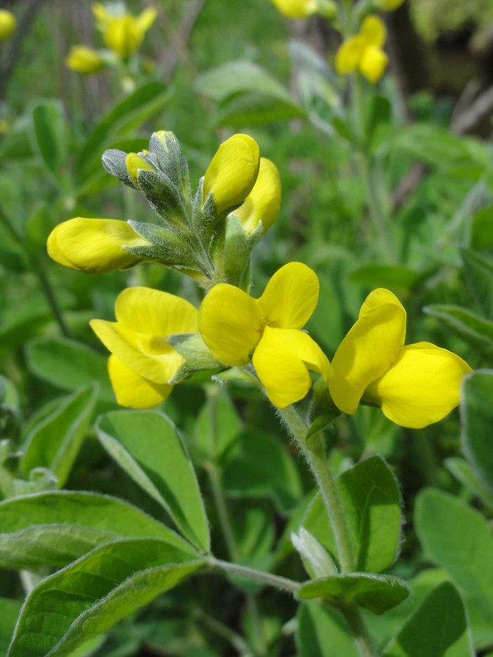 갯활량나물 - Thermopsis lupinoides (L.) Link