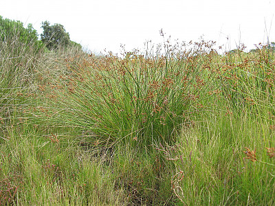갯하늘지기 사진 - Fimbristylis ferruginea var. sieboldii (Miq.) Ohwi Photos