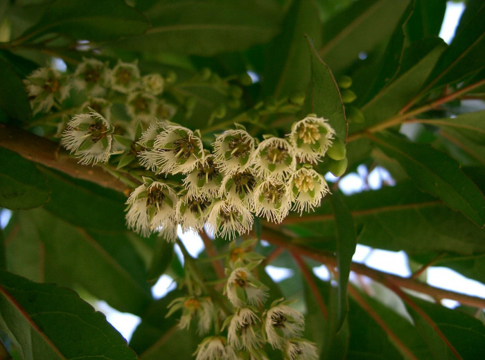 담팔수 - Elaeocarpus sylvestris var. ellipticus (Thunb.) H.Hara