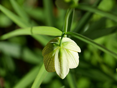 중국패모 사진 - Fritillaria thunbergii Miq. Photos