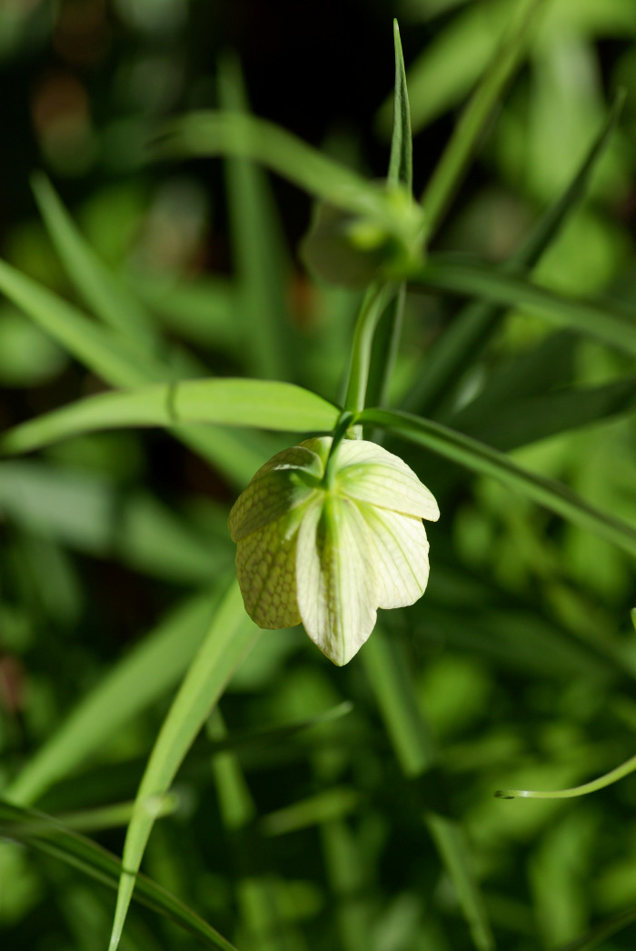 중국패모 - Fritillaria thunbergii Miq.