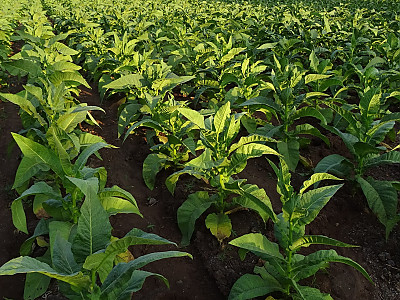 담배 사진 - Nicotiana tabacum L. Photos