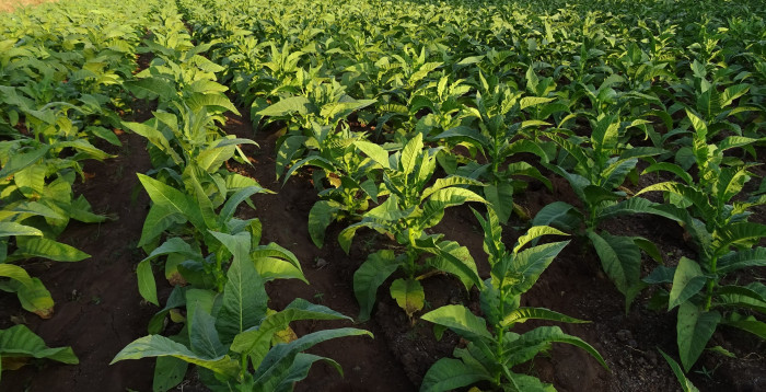 담배 - Nicotiana tabacum L.