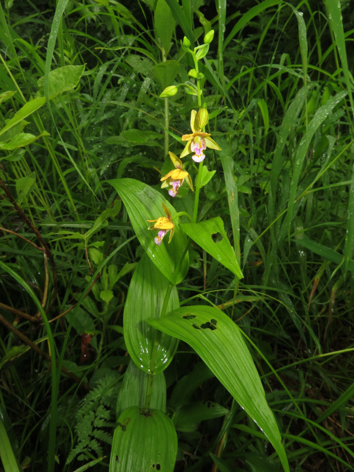 닭의난초 - Epipactis thunbergii A.Gray