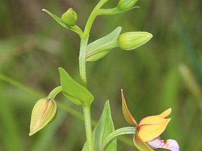 닭의난초 사진 - Epipactis thunbergii A.Gray Photos