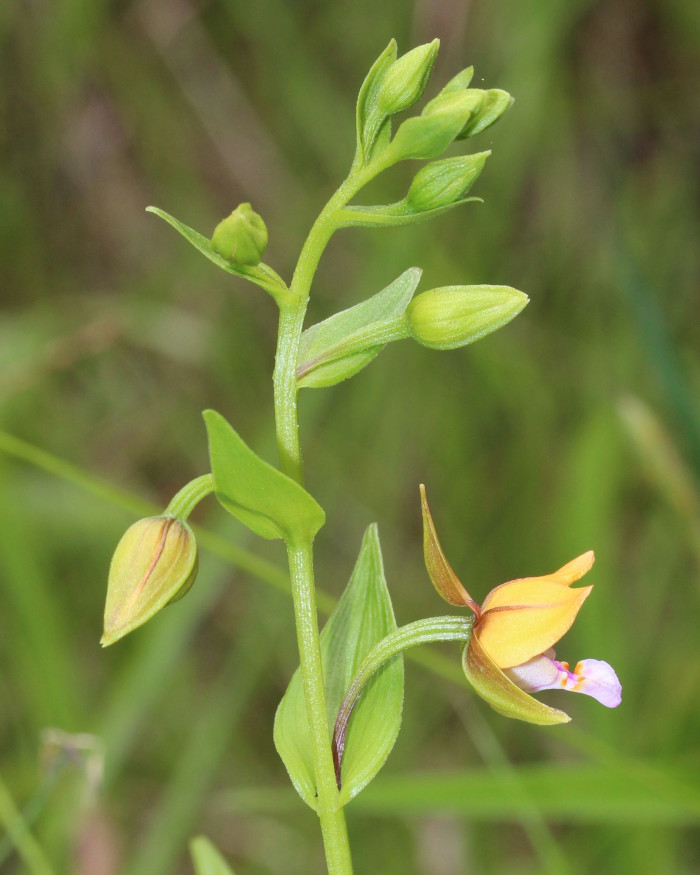 닭의난초 - Epipactis thunbergii A.Gray