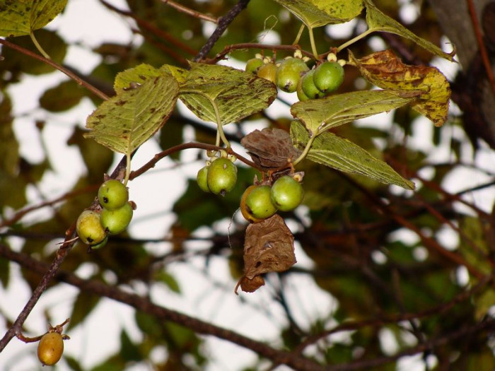 개다래 - Actinidia polygama (Siebold & Zucc.) Planch. ex Maxim.