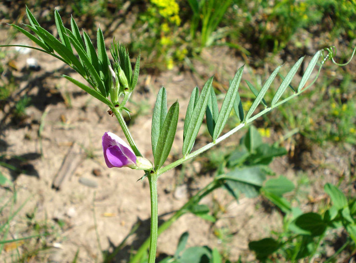 가는살갈퀴 - Vicia angustifolia L. ex Reichard