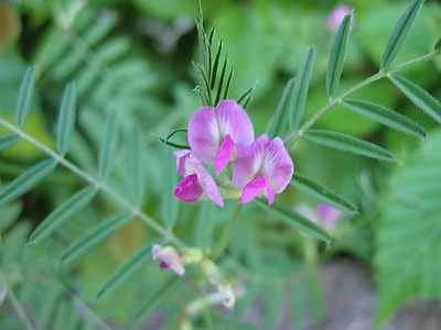 가는살갈퀴 사진 - Vicia angustifolia L. ex Reichard Photos