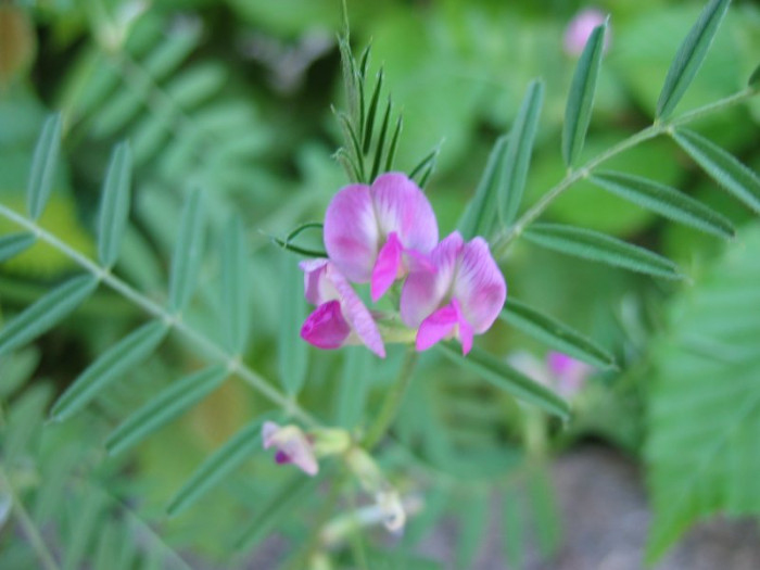 가는살갈퀴 - Vicia angustifolia L. ex Reichard