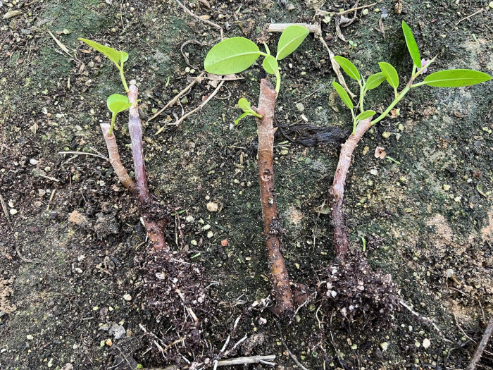 프랑스고무나무 - Ficus elastica cv. La France