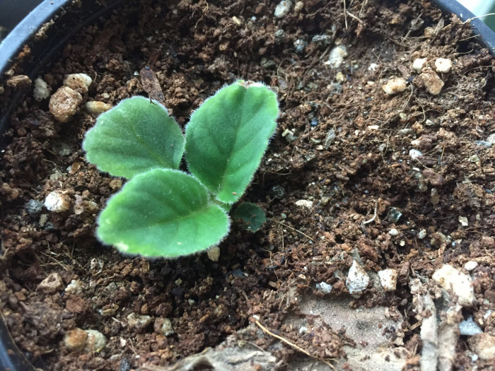 글록시니아 - Gloxinia, Sinningia speciosa